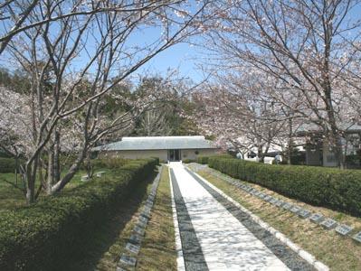 記念館前桜