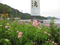 大津島の花5