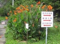 大津島の花10