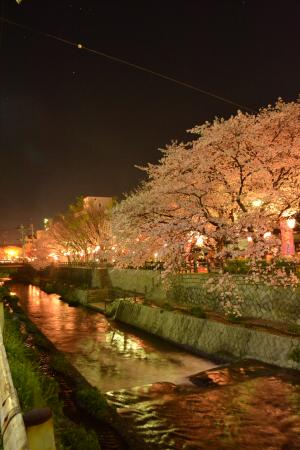 東川ぼんぼりまつりの桜