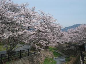東善寺の桜