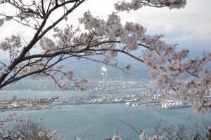 太華山の桜