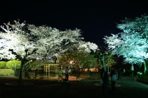 徳山動物園夜桜夜間開園