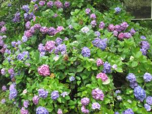R8金峰紫陽花４