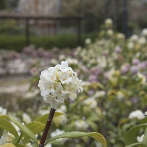 児玉家屋敷跡にさく白いジンチョウゲの花の写真です