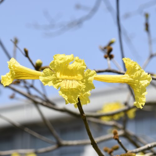 黄色いイペーの花が大きく写っています。