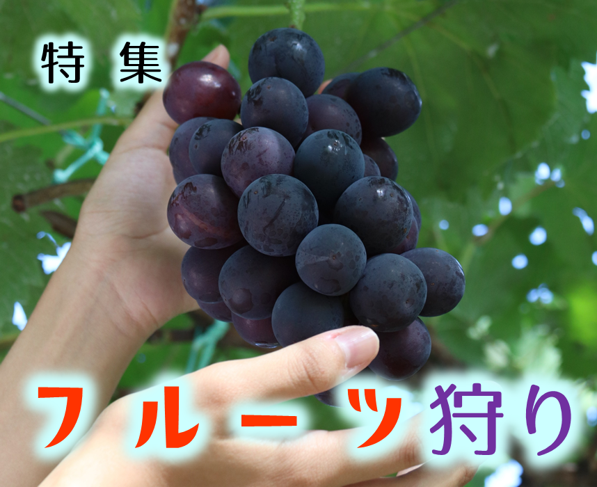 今が旬！フルーツ狩り