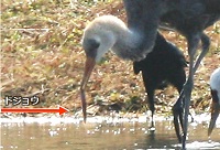 ドジョウを食べるナベヅル