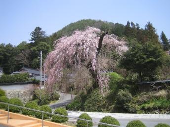 鹿野の弾正糸桜の写真