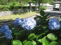 大津島の花3