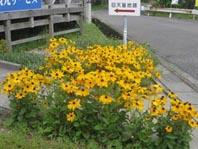 大津島の花7