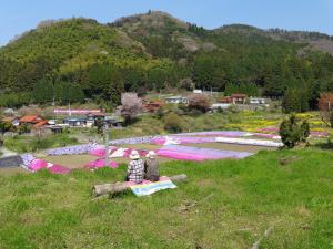 大道理地区の芝桜の写真