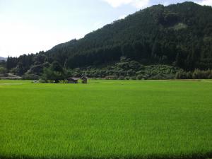 鹿野地区の田んぼの写真