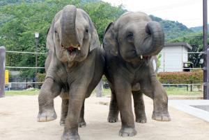 スリランカゾウのミリンダとナマリー