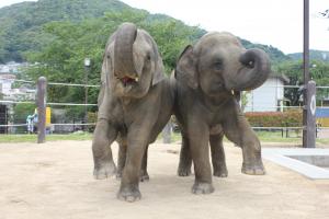 徳山動物園　ぞう