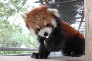 徳山動物園　レッサーパンダ