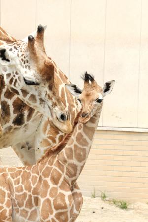 徳山動物園　キリンの親子