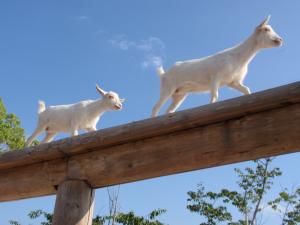 徳山動物園　るんちゃるんちゃ