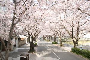 桜のトンネル