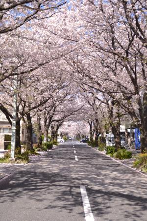 桜のトンネル