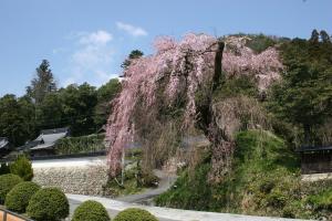 鹿野　弾正糸桜