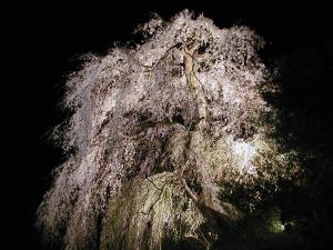 鹿野　弾正糸桜