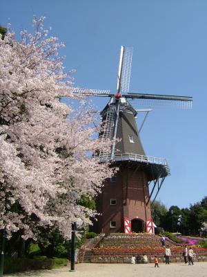 永源山公園桜