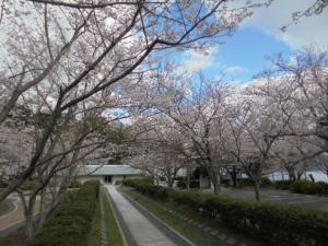 桜の開花1