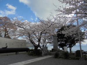 桜の開花2