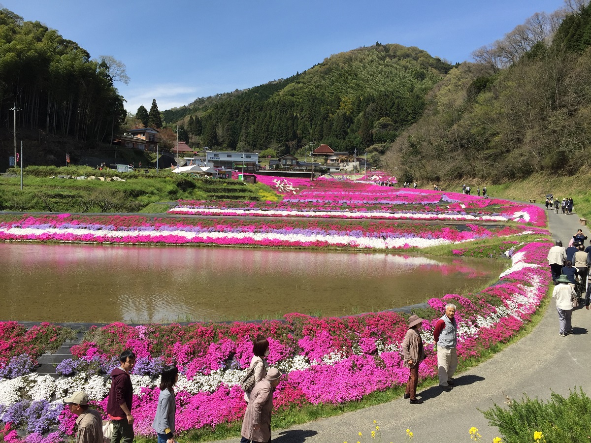 大道理芝桜まつり