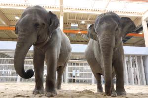 徳山動物園の象2頭の写真です