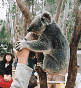 ビラボング野生動物保護園の写真