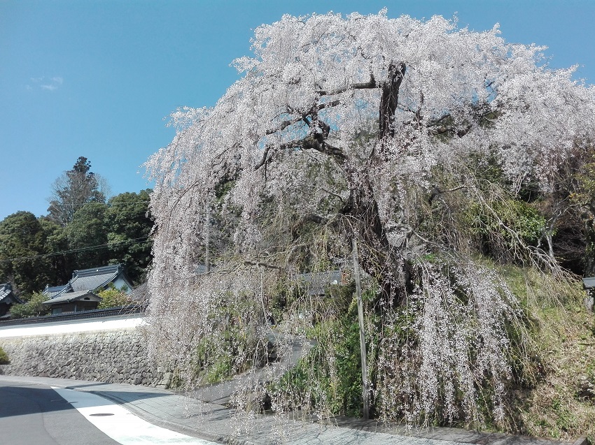 弾正糸桜