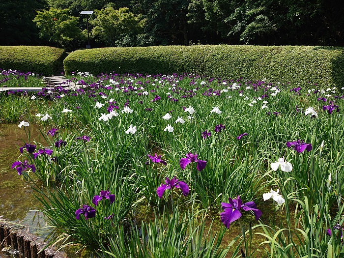 英菖蒲