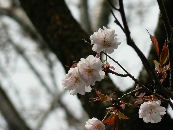 八重桜