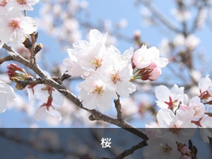 桜