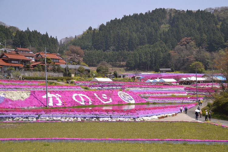 大道理の芝桜