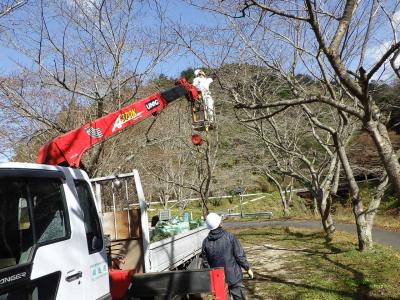 てんぐ巣病除去作業