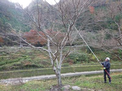 てんぐ巣病除去作業