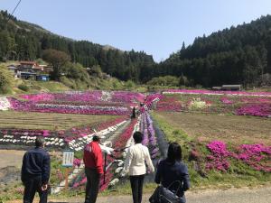 大道理芝桜まつり02