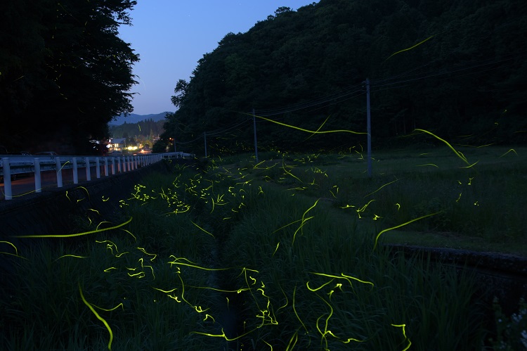 莇地川のホタル