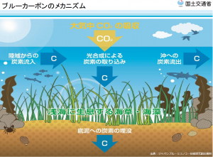 ブルーカーボンのメカニズム