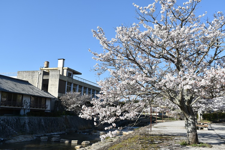 湯野の桜