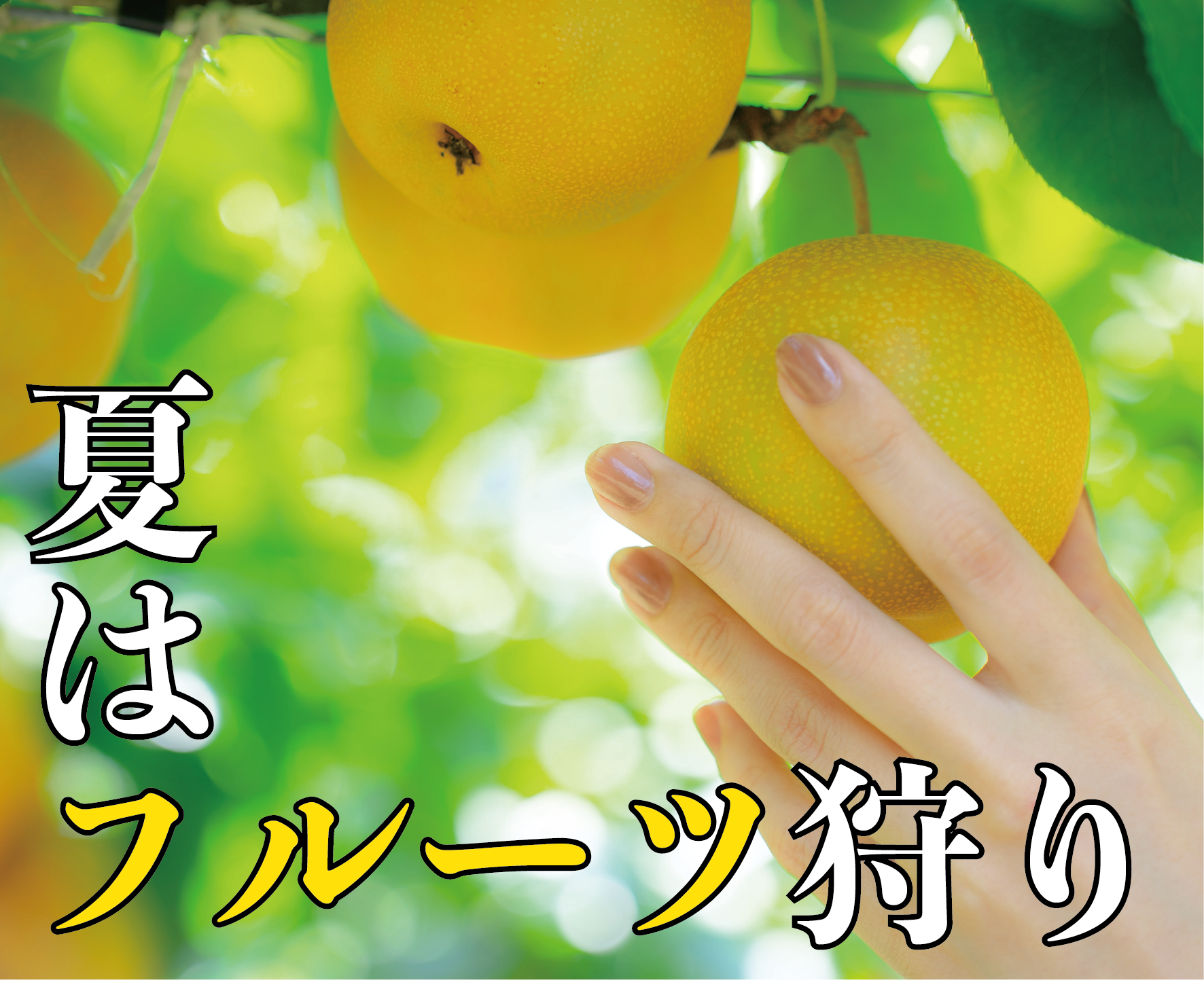 フルーツ狩り