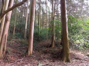 ヒノキの写真
