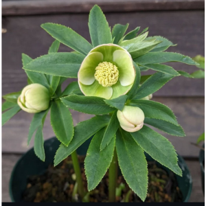 クリスマスローズ