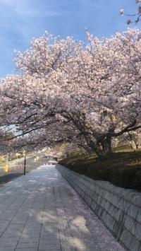 桜ウォーク