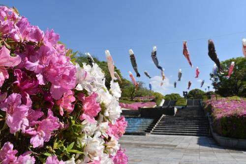 永源山公園のつつじの様子