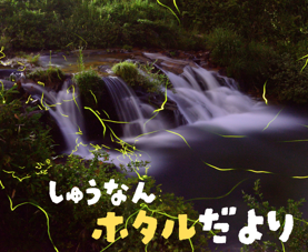 ホタル情報