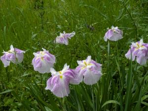 菖蒲の花